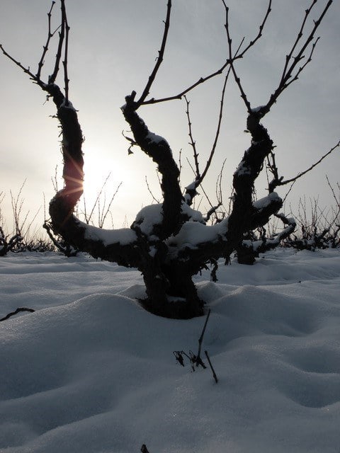 Panneau 4 - Texte - Image -> Vin dans la neige